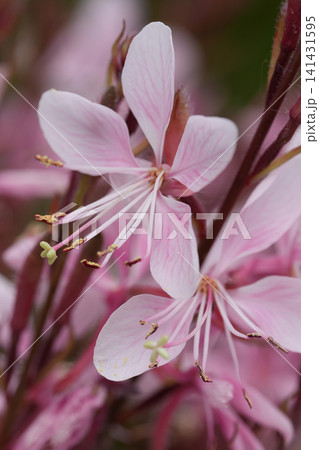 Delicate pink lindheimer's beeblossom, Gaura or Oenothera lindheimeri blossoms with extended stamens and soft petals Delicate pink lindheimer's beeblossom, Gaura or Oenothera lindheimeri blossoms with extended stamens and soft petals 141431595