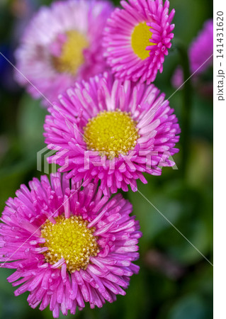 Vibrant Pink English daisy, Bellis perennis Flowers Bloom in Garden, Detailed Close-Up of Delicate Petals and Yellow Centers Vibrant Pink English daisy, Bellis perennis Flowers Bloom in Garden, Detailed Close-Up of Delicate Petals and Yellow Centers 141431620