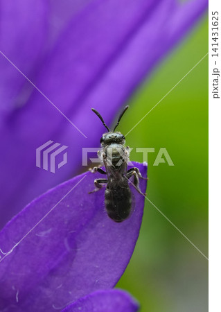 Tiny Green furrow Bee Perched Delicately on Vibrant Purple Flower Petal with Soft Green Background in Nature Tiny Green furrow Bee Perched Delicately on Vibrant Purple Flower Petal with Soft Green Background in Nature 141431625