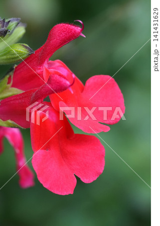 Vibrant Red Sage Blossoms with Lush Green Background, Close-up of Delicate Floral Detail Vibrant Red Sage Blossoms with Lush Green Background, Close-up of Delicate Floral Detail 141431629