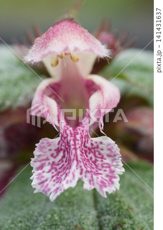 Macro view of a delicate pink and white speckled flower with fuzzy petals, showcasing intricate natural detail Macro view of a delicate pink and white speckled flower with fuzzy petals, showcasing intricate natural detail 141431637