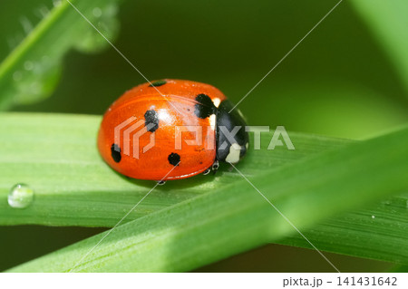 Vibrant Red seven-spot ladybird Coccinella septempunctata on Green Leaf with Dew Drops. Macro Shot of Nature's Tiny World Vibrant Red seven-spot ladybird Coccinella septempunctata on Green Leaf with Dew Drops. Macro Shot of Nature's Tiny World 141431642