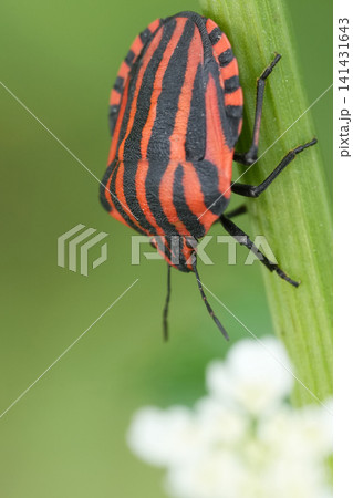 Vibrant Red and Black Striped Minstrel bug, Graphosoma italicum Climbs Green Stem Amidst Soft White Flowers in Detailed Macro Shot Vibrant Red and Black Striped Minstrel bug, Graphosoma italicum Climbs Green Stem Amidst Soft White Flowers in Detailed Macro Shot 141431643