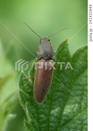 Tiny Beetle with Antennas Rest on Green Leaf Detail in a Natural Environment, Macro Photography of Insect Life 141431644