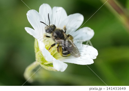 Tiny Furrow bee, Lasioglossum pollinator insect worker gather nectar close up in garden flower on white petal and green background Tiny Furrow bee, Lasioglossum pollinator insect worker gather nectar close up in garden flower on white petal and green background 141431649