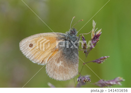 Small Heath Butterfly, Coenonympha pamphilus, rest on a delicate purple flower in natural green field light Small Heath Butterfly, Coenonympha pamphilus, rest on a delicate purple flower in natural green field light 141431656
