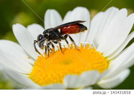 Tiny parasitic Blood bee, Sphecodes with black head and red abdomen on a vibrant white and yellow daisy bloom in natural light 141431658