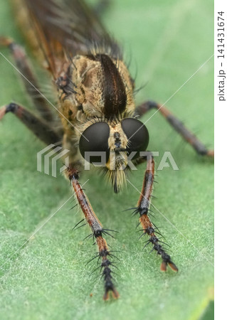 Close-up of a Tolmerus cingulatus Robber Fly Resting on a Green Leaf, Showcasing Detailed Eyes, Legs, and Thorax in Nature Close-up of a Tolmerus cingulatus Robber Fly Resting on a Green Leaf, Showcasing Detailed Eyes, Legs, and Thorax in Nature 141431674