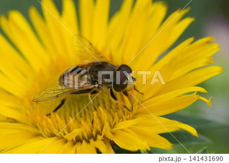 A detailed close-up of a European drone fly, Eristaltis arbustorum resting delicately on the vibrant yellow petals of a blooming flower 141431690