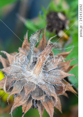 Close-up macro shot of a dried flower seed head with spiky textures against a soft green and yellow background Close-up macro shot of a dried flower seed head with spiky textures against a soft green and yellow background 141431692