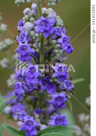 Vibrant Purple Monk's pepper or Chaste tree , Vitex agnus-castus Flower Spike with Delicate Blossoms and Buds in a Natural Outdoor Setting, Close-Up View Vibrant Purple Monk's pepper or Chaste tree , Vitex agnus-castus Flower Spike with Delicate Blossoms and Buds in a Natural Outdoor Setting, Close-Up View 141431693