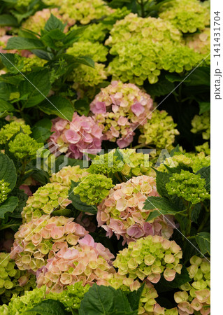 Vibrant Pink and Green Hydrangea Blooms (Hydrangea macrophylla) Create a Lush Floral Garden Background Vibrant Pink and Green Hydrangea Blooms (Hydrangea macrophylla) Create a Lush Floral Garden Background 141431704