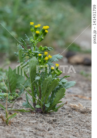 Small Yellow Groundsel, old-man-in-the-spring, Senecia vulgaris Flowers Bloom. Green Plant in Dry Soil with Blurry Background Small Yellow Groundsel, old-man-in-the-spring, Senecia vulgaris Flowers Bloom. Green Plant in Dry Soil with Blurry Background 141431709