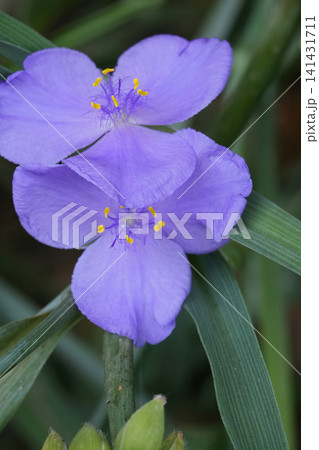 Vibrant Virginia spiderwort, Tradescantia virginiana purple flower in bloom close-up with lush green foliage, delicate petals Vibrant Virginia spiderwort, Tradescantia virginiana purple flower in bloom close-up with lush green foliage, delicate petals 141431711