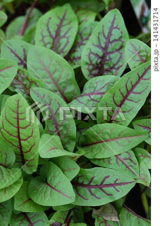 Fresh Green Wood or bloody Dock , Rumex sanguineus Leaves with Distinct Red Veins Create a Vibrant and Natural Background Fresh Green Wood or bloody Dock , Rumex sanguineus Leaves with Distinct Red Veins Create a Vibrant and Natural Background 141431714