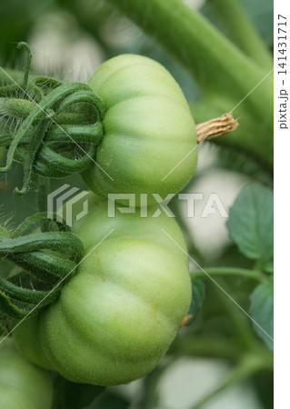 Two unripe green tomatoes hang on a leafy vine, showcasing potential growth and fresh garden produce in vivid detail Two unripe green tomatoes hang on a leafy vine, showcasing potential growth and fresh garden produce in vivid detail 141431717