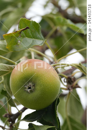 Close up of a single unripe fruit, likely an apple or pear, hang from a tree branch amidst lush green foliage 141431718