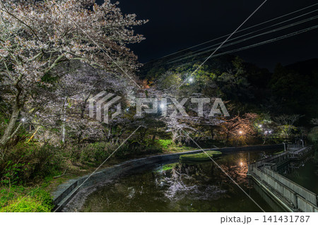 浜松市のライトアップされた奥山公園の桜の風景(静岡県) 浜松市のライトアップされた奥山公園の桜の風景(静岡県) 141431787