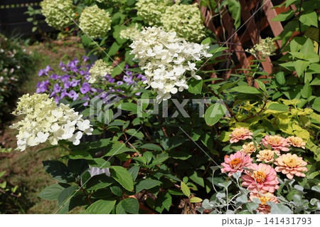 裏庭で咲くノリウツギ 裏庭で咲くノリウツギ 141431793