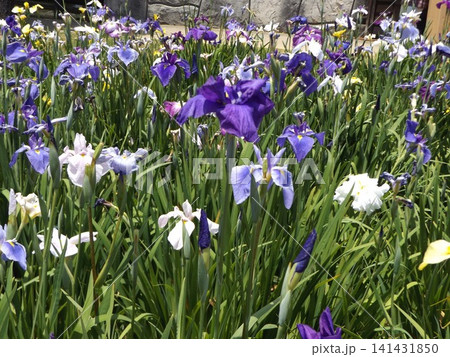 潮来あやめ園の青色、白色、紫色の花菖蒲 潮来あやめ園の青色、白色、紫色の花菖蒲 141431850