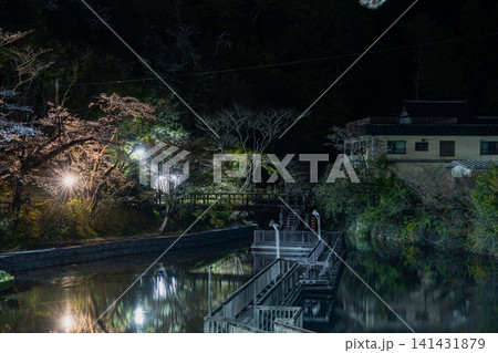 浜松市のライトアップされた奥山公園の桜の風景(静岡県) 浜松市のライトアップされた奥山公園の桜の風景(静岡県) 141431879