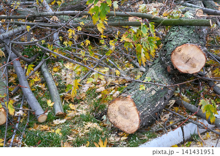 Trunks of felled tree after sawing during land clearing 141431951