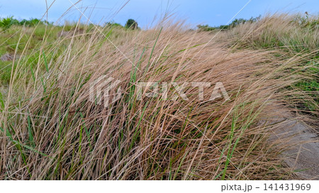 Wild Dry Grass Meadow Field Close Up in Summer Wild Dry Grass Meadow Field Close Up in Summer 141431969