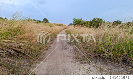 Tall Dry Grass Straw Texture Pattern Close Up Tall Dry Grass Straw Texture Pattern Close Up 141431971