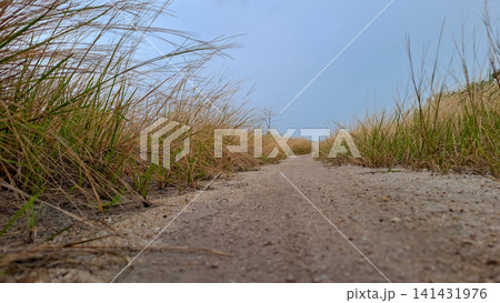 Dry and Green Grass Texture Full Frame Close Up 141431976