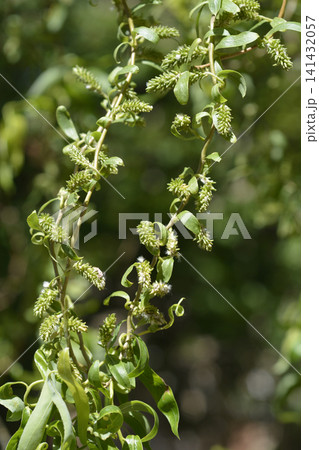 Green Catkins And Corkscrew Foliage Of Corkscrew Willow Tree Green Catkins And Corkscrew Foliage Of Corkscrew Willow Tree 141432057