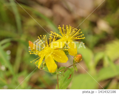 高山植物の黄色い花と雨露 高山植物の黄色い花と雨露 141432186