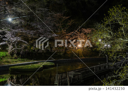 浜松市のライトアップされた奥山公園の桜の風景(静岡県) 141432230