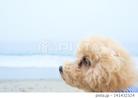海辺でたたずむトイプードルの横顔 海辺でたたずむトイプードルの横顔 141432324