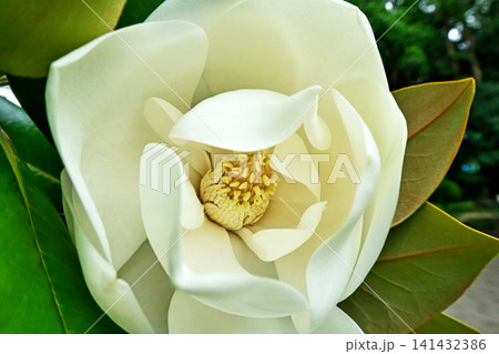 白いタイサンボクの花(夏、七月) 白いタイサンボクの花(夏、七月) 141432386