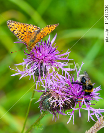 Orange Butterfly and Bumblebee Feeding on Purple Brown Knapweed Wildflowers in Summer Meadow Macro View 141432536