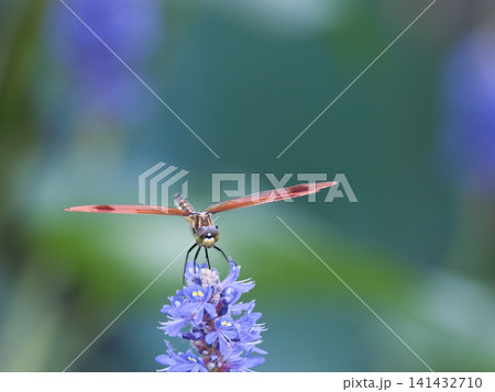 花に止まるとんぼ 花に止まるとんぼ 141432710