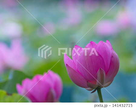 美しい蓮の花 美しい蓮の花 141432715