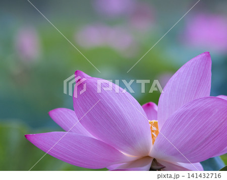 蓮の花、夏の日差し 蓮の花、夏の日差し 141432716