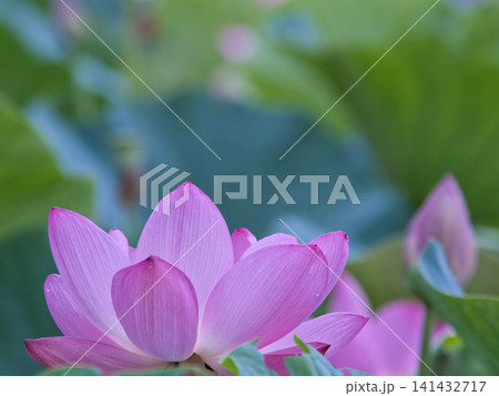 蓮の花のある風景 蓮の花のある風景 141432717