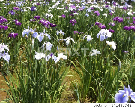 青色紫色白色の花菖蒲の花 青色紫色白色の花菖蒲の花 141432742