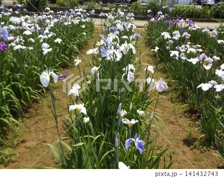 白色青色の花菖蒲の花 白色青色の花菖蒲の花 141432743