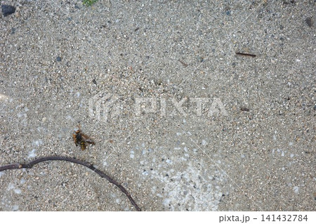 地面の砂の上に落ちたハチの死骸とムカデ 地面の砂の上に落ちたハチの死骸とムカデ 141432784
