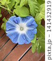 ウッドデッキに咲く青いアサガオの花 141432919