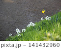 水路に咲く花 水仙 水路に咲く花 水仙 141432960