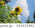 夏の花と、いえば、ヒマワリ 夏の花と、いえば、ヒマワリ 141432962