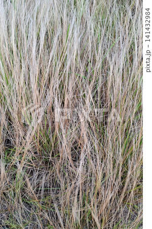 Dry Wild Grass Field Texture and Background Dry Wild Grass Field Texture and Background 141432984