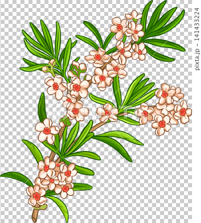 Fragonia Branch with Flowers and Leaves Colored Detailed Illustration Fragonia Branch with Flowers and Leaves Colored Detailed Illustration 141433224
