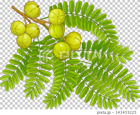Amla Branch with Fruits and Leaves Colored Detailed Illustration Amla Branch with Fruits and Leaves Colored Detailed Illustration 141433225