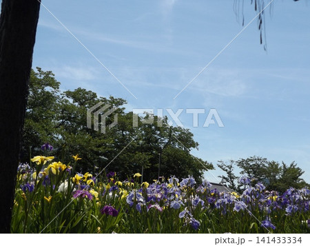 黄色と青色の花菖蒲の花 黄色と青色の花菖蒲の花 141433334