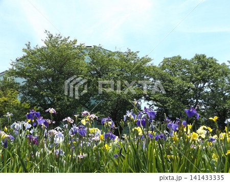 黄色と紫と青色の花なお花菖蒲 黄色と紫と青色の花なお花菖蒲 141433335